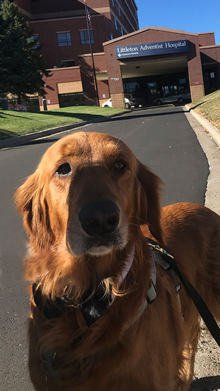 denver therapy dog bodhi